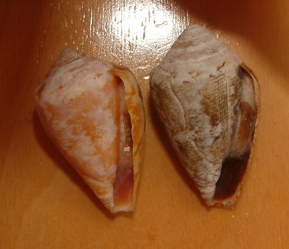 Conus